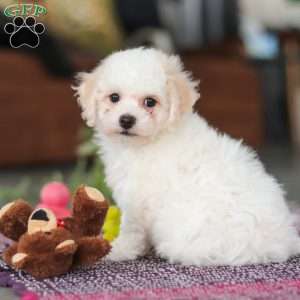 Charlie, Bichon Frise Puppy